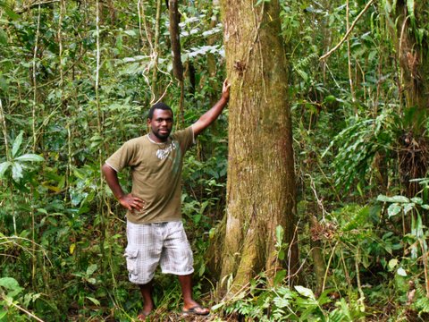 Standing proud is this relatively young tree in a Vanuatu hardwood plantation