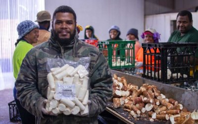 Cassava grown for Vanuatu workers turns into potential money-maker for NT mango farmer
