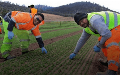 Pacific Labour Scheme could lead to regional ‘brain drain’