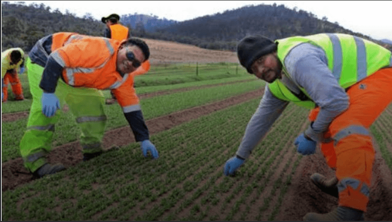 Pacific Labour Scheme could lead to regional 'brain drain'