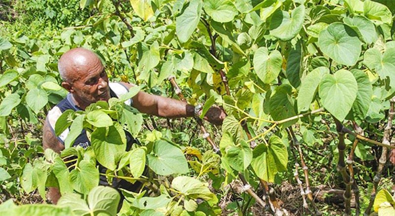 Kava accounts for 60% commodity exports