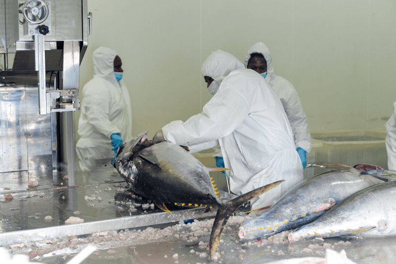 VANUATU TO EXPORT 1.5 TONS OF TUNA WEEKLY