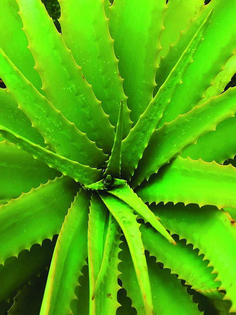 Aloe Vera