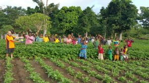 Vanuatu Agriculture