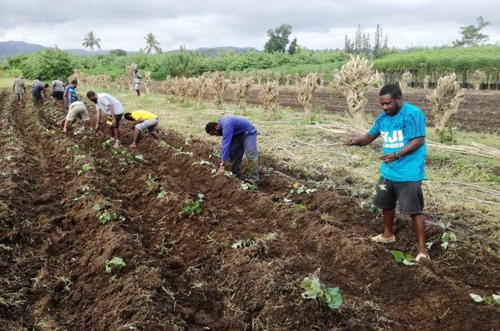 Agricultural Farming