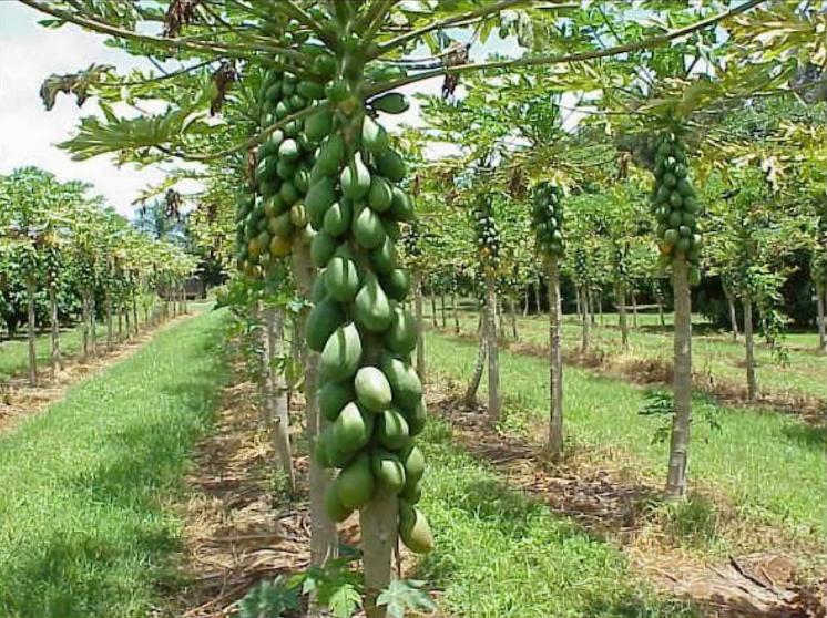 Papaya trees in rows