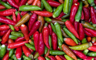 Fiji gets green light to export fresh chillies into Australia