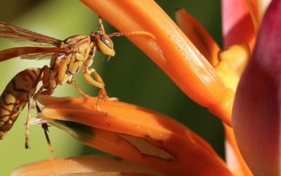 Bats & bees help ni-Vanuatu predict storms — but will climate change interfere?