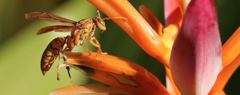 Bats & bees help ni-Vanuatu predict storms — but will climate change interfere?